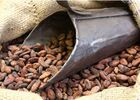 Feves de cacao - Chocolat Max Vauché