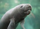 Lamantin_©ZooParc-de-Beauval.jpg