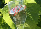 Champagne Glass.JPG