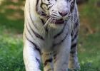 Tigre-blanc_©ZooParc-de-Beauval-(01).jpg