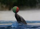 Spectacle_Otaries_©ZooParc-de-Beauval.jpg