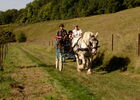 Attelage campagne.jpg