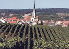 chamerybis.jpg