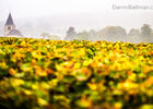Art-In-The-Harvest-Darrin-Ballman-Commercial-Photography-9190_WEB_LOGO.JPG