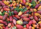 Cabosse de cacao - Max Vauché