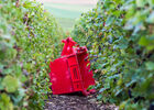 Barf.Vendanges-LD-112.jpg