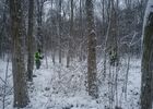 Foret.jpg