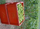 caisse & vigne Verticale .jpgREDIM.jpg