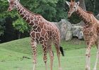 Girafes_ZooParc_de_Beauval.jpg