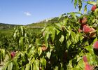 Pêches de Vignes©Image&Associés