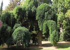 sophora.JPG