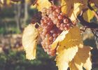 DOMAINE DE LA HAILLE