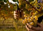 Vignoble de l'armagnac
