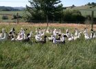 Canards du Gers