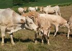 FERME