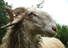 FERME LACAVE DE HAUT