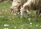 Fromage de brebis