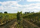 CHASSES EN GASCOGNE