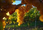 Vin blanc des côtes de Gascogne
