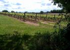 Vue sur le vignoble du Gers