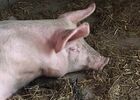 Ferme de Hustet
