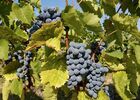 DOMAINE DES REMPARTS
