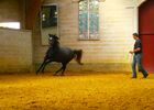 Séjour équitation aux Crinières de l'Aube