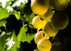Producteur de vin à Condom en Ténarèze