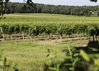 VIGNES DU DOMAINE DE MAGNAUT