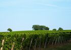 VIGNES