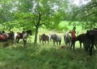 LES CRINIÈRES DE L'AUBE