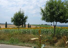 PHOTO7