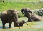 bain eleph african safari PLAISANCE