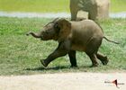 bébé éléphant Makéba court african safari PLAISANCE