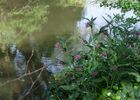 jardin compans 7 TOULOUSE