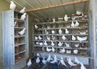 la-ferme-aux-pigeons-exploitation