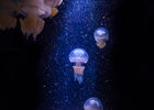 meduses(c)falm-aquarium-larochelle