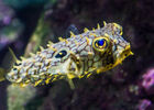 diodon(c)FALM-aquarium-larochelle