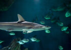 requin-marteau(c)FALM-aquarium-larochelle