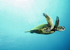 tortue-aquarium-la-rochelle