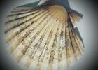 190415GiteLaPeyrade_Cajarc_Coquille