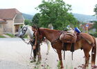 190208LaPeyrade_Cajarc_Cheval