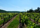 vigne printemps copie