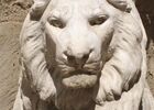 HOT1126CDT460001_lion