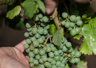 Travail de la vigne, CHâteau Fantou à Prayssac_06 © Lot Tourisme - C. ORY