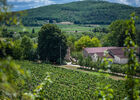 Vignes du Château Fantou à Prayssac_04 © Lot Tourisme - C. ORY