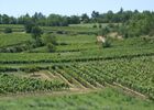 Paysage vigne domaine du Prince