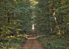 nature-foret-chandelais-baugeenanjou-anjou