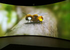 Folie-Finfarine-abeille