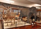 Museum Victor Brun - Musée - Montauban - Visiter Montauban - Découvrir Montauban